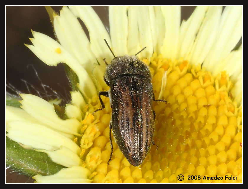 Buprestidae siciliano  del genere Acmaeoderella (?) da ID